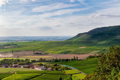 Scenic view of agricultural field against sky