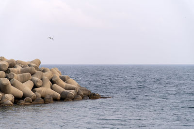 Scenic view of sea with a flying seagull against sky