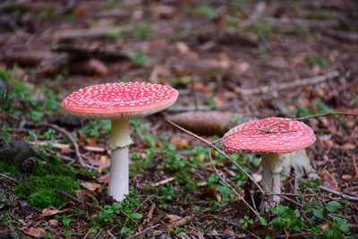 Close-up of mushroom growing on field