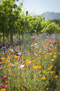 Close-up of flowering plants on field against trees