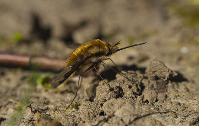 Close-up of bee on rock