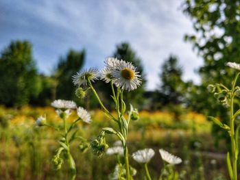 Close-up of flowering plant on field