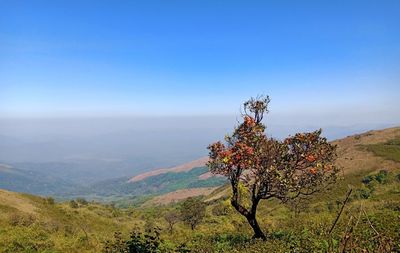 Tree on mountain against sky