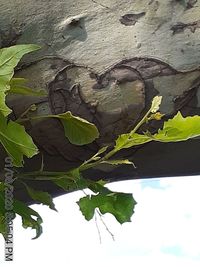 Close-up of ivy growing on tree against wall