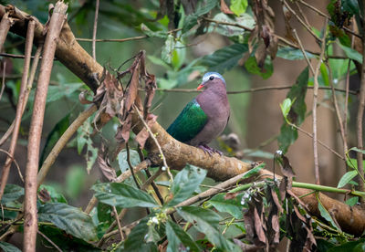 Close-up of bird perching on branch