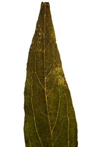 Close-up of leaf against white background