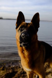 Portrait of dog looking away