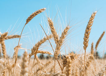 Close-up of wheat growing on field against sky