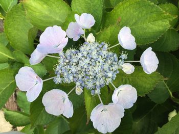 High angle view of purple flowers