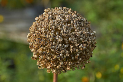 Close-up of wilted flower on field