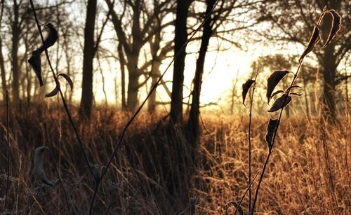 Close-up of plants on field