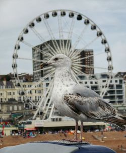 Bird perching on ferris wheel in city