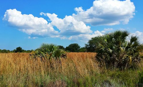 Scenic view of field against cloudy sky