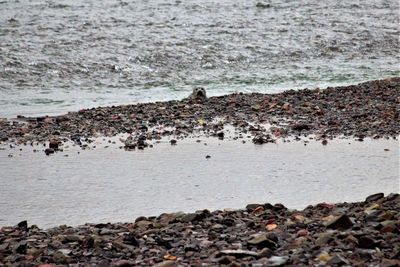 View of birds on beach