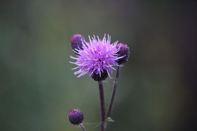 Close-up of purple thistle blooming outdoors