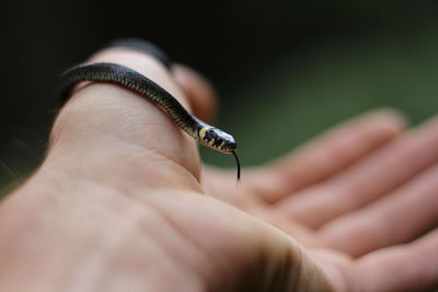 Cropped hand holding snake