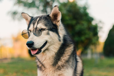 Close-up of dog wearing sunglasses outdoors