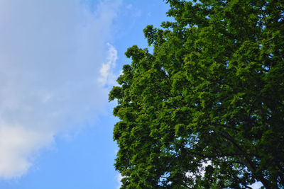 Low angle view of tree against sky