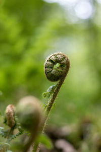 Close-up of fern