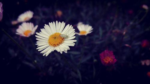 Close-up of white flowering plant