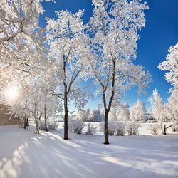 Trees on snow covered field against sky