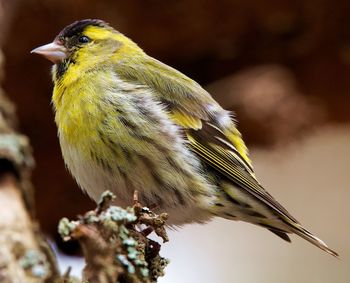 Close-up of bird perching on branch