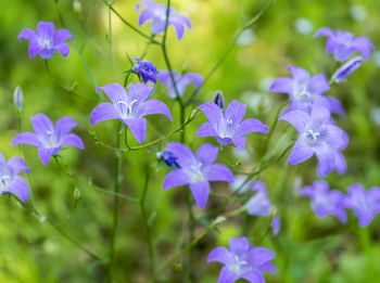 Close-up of purple flowering plants