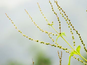 Low angle view of plant against sky