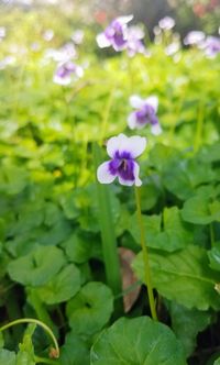 Close-up of purple flowers blooming outdoors