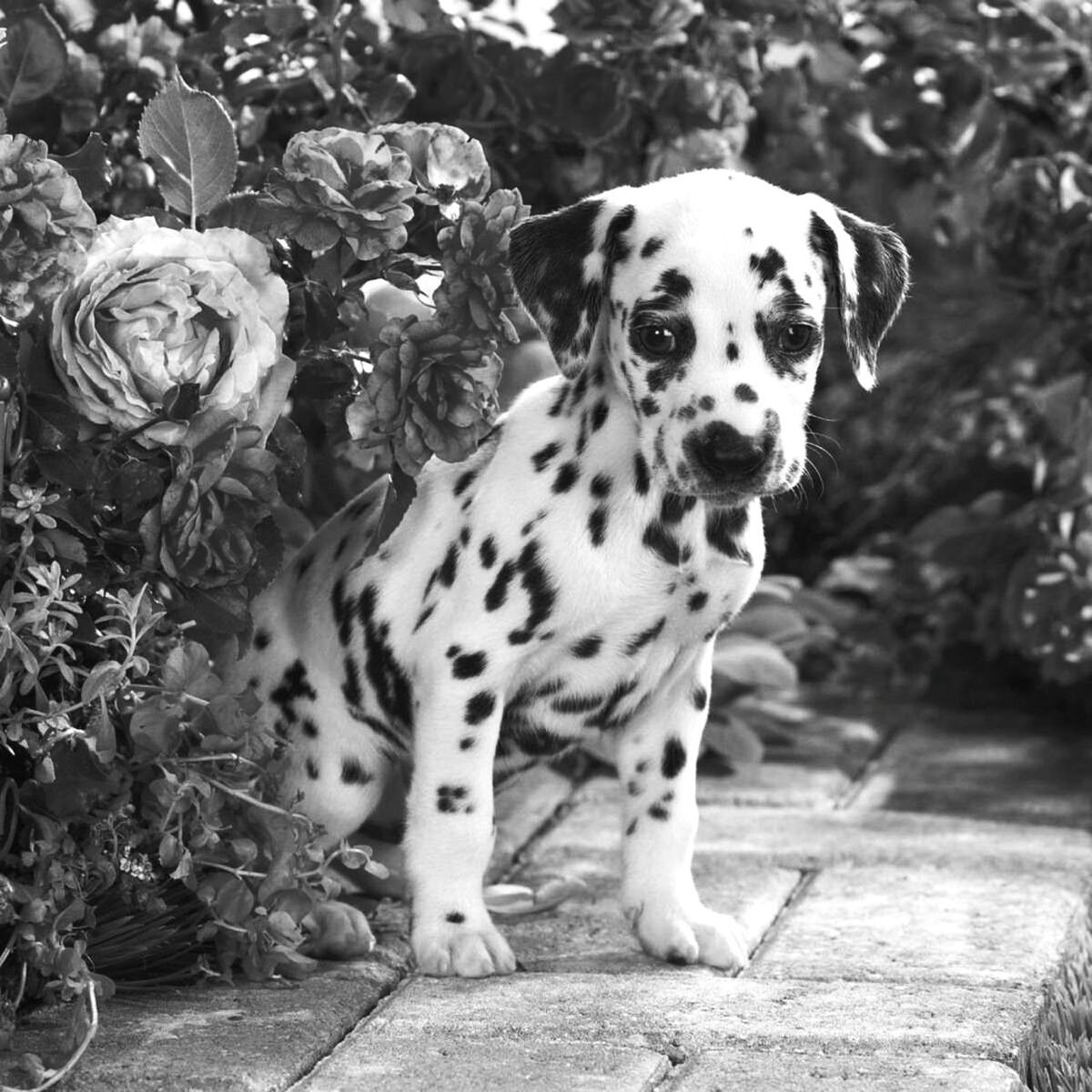 animal themes, one animal, pets, domestic animals, mammal, dog, focus on foreground, full length, looking at camera, day, outdoors, portrait, no people, street, close-up, footpath, sunlight, sidewalk, animal representation, nature