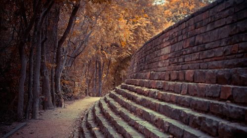 Walkway along trees