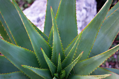 Beautiful shapes of a cactus