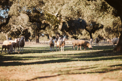 Horses grazing on field