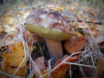 Close-up of mushroom growing on field