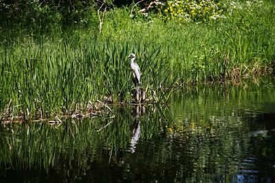 View of birds on lake