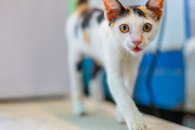 Close-up portrait of a cat