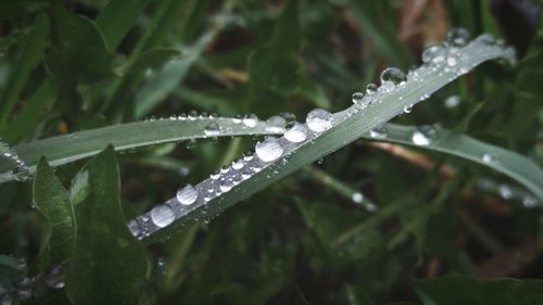 Close-up of wet grass