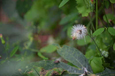 Close-up of dandelion flower