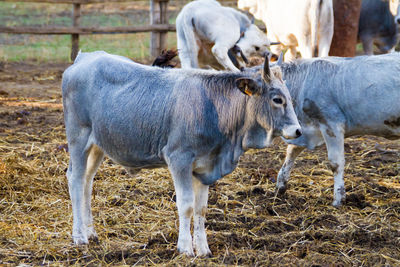 Cows standing in field