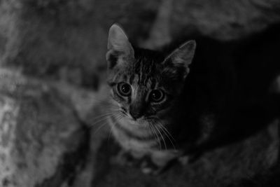 Close-up portrait of kitten