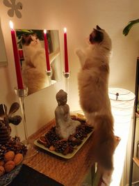 Cat looking away on table at home