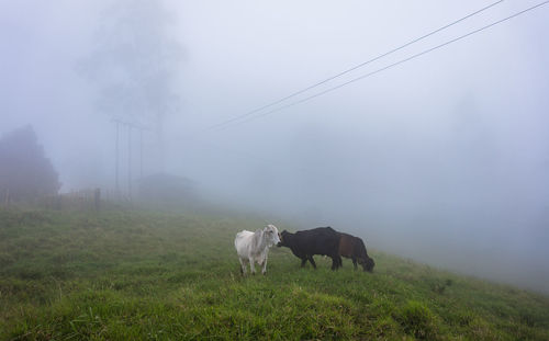 Flock of sheep in a field