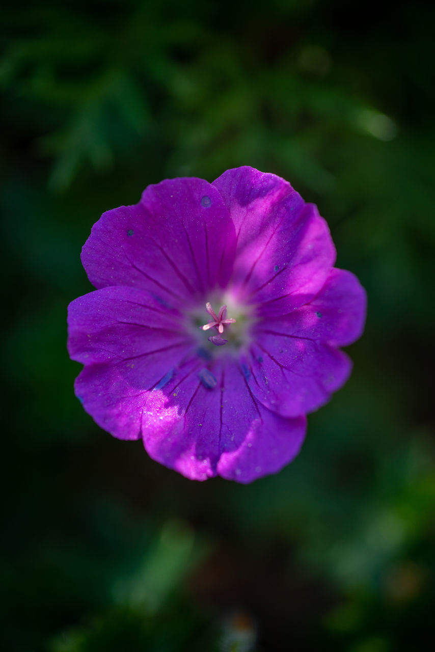 CLOSE-UP OF PINK ROSE FLOWER