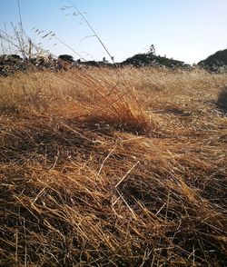 Scenic view of field against clear sky