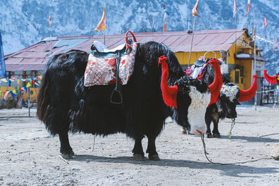 Cow standing in a row