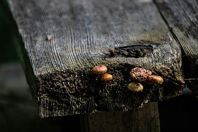 Close up of wood