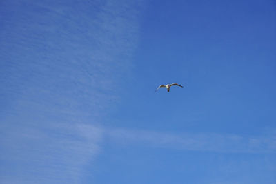 Low angle view of bird flying in sky