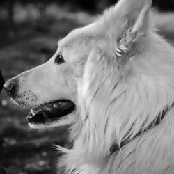 Close-up of dog looking away