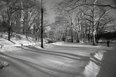 Bare trees on snow covered landscape