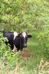 Cows standing in farm